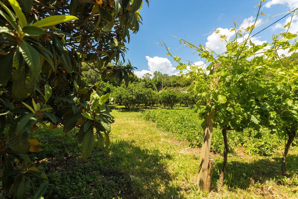 Konavle Apartments Zlatovisce Gruda エクステリア 写真
